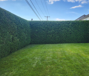 Photo de galerie - Taille de haie 