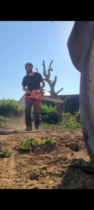 Photo de galerie - Démontage de chêne 