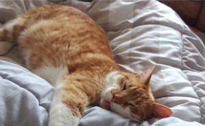 Photo de galerie - Garde chat à domicile 