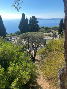Photo de galerie - Elagage et coupe d'arbres