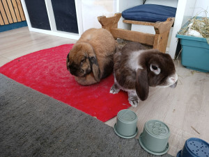 Photo de galerie - Visite pour Noisette et Cookie.
Les nourrir, mais aussi leur apporter une présence et de l'affection pendant les vacances de leurs propriétaires
