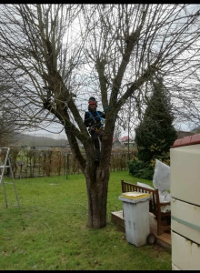 Photo de galerie - Elagage et coupe d'arbres