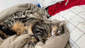 Photo de galerie - Frodon, mon chat !