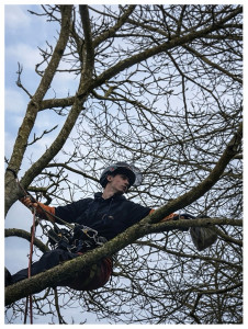 Photo de galerie - Démontage d’un noyer 