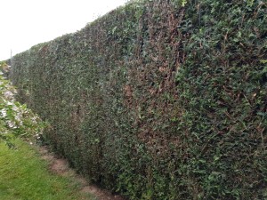 Photo de galerie - Après la taille