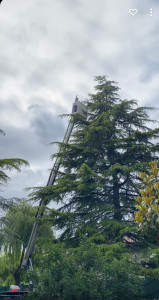 Photo de galerie - Elagage et coupe d'arbres