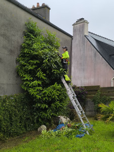Photo de galerie - Taille de haies et d'arbustes