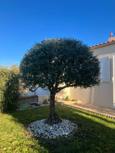 Photo de galerie - Elagage et coupe d'arbres