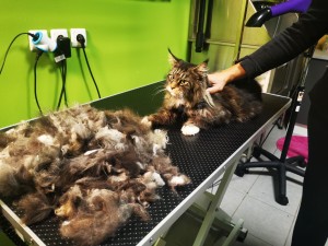 Photo de galerie - Toilettage complet chat (des griffes au bain démêlage ou tondeuse pour les bourres serrées si besoin)
