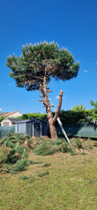 Photo de galerie - Elagage et coupe d'arbres