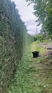 Photo de galerie - Taille de haie