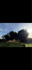 Photo de galerie - Elagage et coupe d'arbres