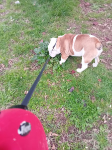 Photo de galerie - Un loulou que j ai gardé 