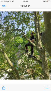 Photo de galerie - Taillage arbre