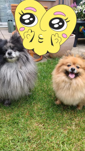 Photo de galerie - Garde chien