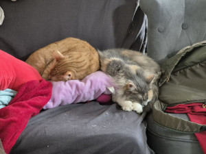 Photo de galerie - Garde de chat à domicile 