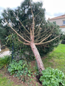 Photo de galerie - Elagage et coupe d'arbres