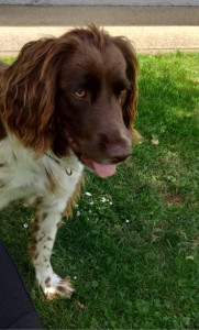 Photo de galerie - Garde de chien 