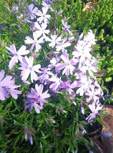 Photo de galerie - Un petit phlox, magnifique et très rustique 