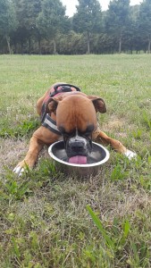 Photo de galerie - Garde chien