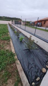 Photo de galerie - Création complète d'une clôture maçonnée avec habillage fausses pierres et implantation d'une haie végétale avec toile de paillage