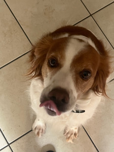 Photo de galerie - Une autre choupette que j’ai eu en garde pour deux promenades par jours !  petit chouchoutte de 2 ans qui courait partout 