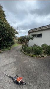 Photo de galerie - Taille d’Olivier