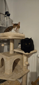Photo de galerie - 3eme fois que je garde Snape, un chat noir adorablement joueur.

A gauche, Thia, mon chat.