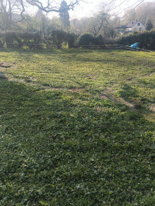 Photo de galerie - Résultats après fauchage 
