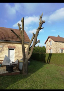 Photo de galerie - Elagage et coupe d'arbres