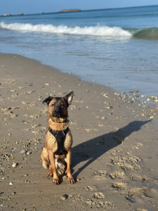 Photo de galerie - Voici mon chien, sociable, joueur et qui adore les câlins 