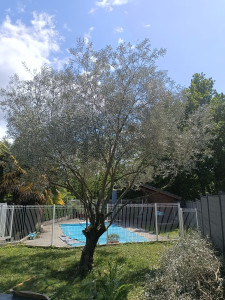 Photo de galerie - Elagage et coupe d'arbres