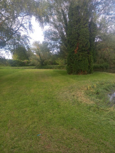 Photo de galerie - Tonte et débroussaillage autour d' un petit étang 