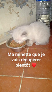 Photo de galerie - Ma petite minette 