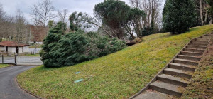 Photo de galerie - Elagage et coupe d'arbres