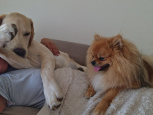 Photo de galerie - Garde chien