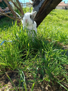 Photo de galerie - Promenade avec mon lapin