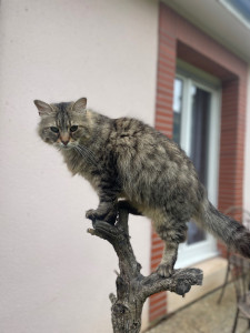 Photo de galerie - Chat libre