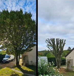 Photo de galerie - étêtage 