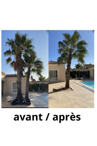 Photo de galerie - Elagage et coupe d'arbres