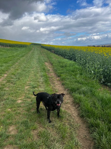 Photo de galerie - Obiwan, mon chien