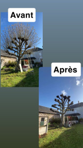 Photo de galerie - Elagage et coupe d'arbres