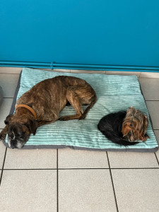 Photo de galerie - Garde chiens 