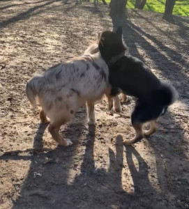 Photo de galerie - Garde animaux