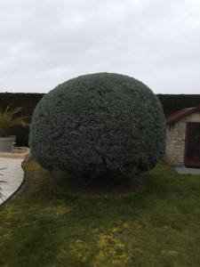 Photo de galerie - Taille d'un arbuste en arrondi 
