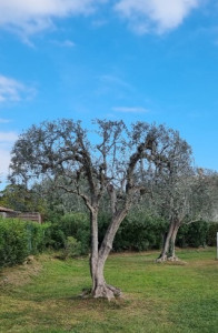 Photo de galerie - Taille de haies et d'arbustes