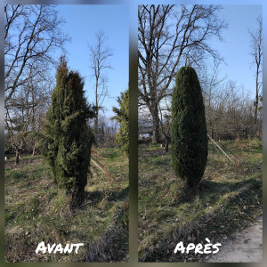 Photo de galerie - Taille de haies et d'arbustes