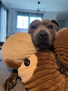 Photo de galerie - Garde chien