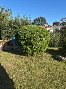 Photo de galerie - Taille arbousier 