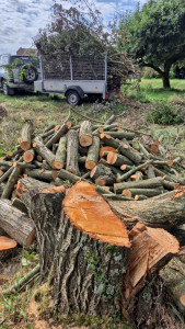 Photo de galerie - Elagage et coupe d'arbres